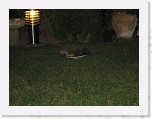 Egels in de tuin 046 * 3648 x 2736 * (5.02MB)